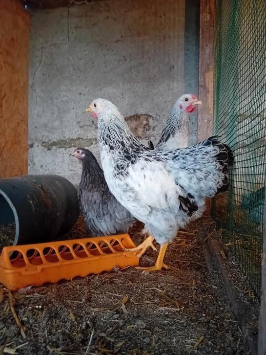 3 jonge hennen krielkippen Wyandotte kruising, Dieren en Toebehoren, Pluimvee, Kip, Vrouwelijk