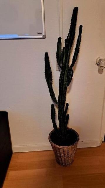 Cactus "Cowboy Cactus" "Euphorbia" 140 cm hoog beschikbaar voor biedingen