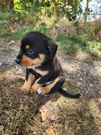 Kruising puppy reutje Entlebucher x Praagse Rattenvanger, 8 tot 15 weken, Meerdere, Meerdere dieren, Middel