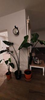 2 kamerplanten Strelitzia in 1 koop, Huis en Inrichting, Kamerplanten, Ophalen, Halfschaduw, Minder dan 100 cm