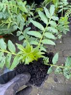 Valeriaan - inheemse vaste planten - bio zaad&potgrond, Tuin en Terras, Planten | Tuinplanten, Vaste plant, Lente, Overige soorten