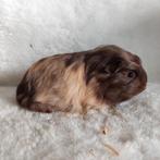 Super lieve jonge cavia zeugjes te koop, Dieren en Toebehoren, Knaagdieren, Augustus, Vrouwelijk, Cavia