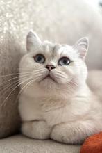 Britse korthaar silver shaded point poes poesje ( kittens ), Poes, 0 tot 2 jaar