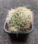 Cactus, Mammillaria, Huis en Inrichting, Kamerplanten, Ophalen of Verzenden, Cactus, Volle zon, Minder dan 100 cm