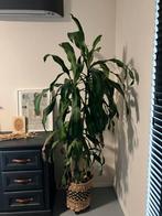 Gratis: grote kamerplant dracaena, Huis en Inrichting, Kamerplanten, Ophalen, Halfschaduw, 150 tot 200 cm