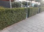 9 meter taxus 120 x 40 breed, Tuin en Terras, Ophalen, Taxus
