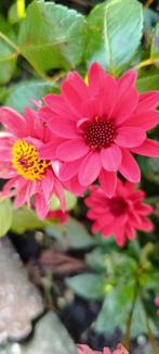 Doos met mini dahlia's, Ophalen, Volle zon