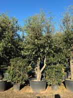 Quercus suber kurkeiken in solitarie vormen, Tuin en Terras, Ophalen of Verzenden, Bloeit niet, Volle zon, Overige soorten