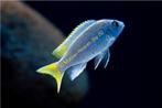 - Pseudotropheus Acei - malawi cichliden  (Mbuna), Vis, Zoetwatervis, Schoolvis