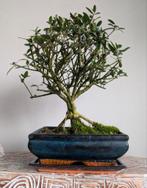 Olijf bonsai, Tuin en Terras, Planten | Bomen, Ophalen, Bloeit niet, Halfschaduw, Overige soorten