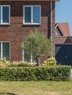 Olijfboom, Huizen en Kamers