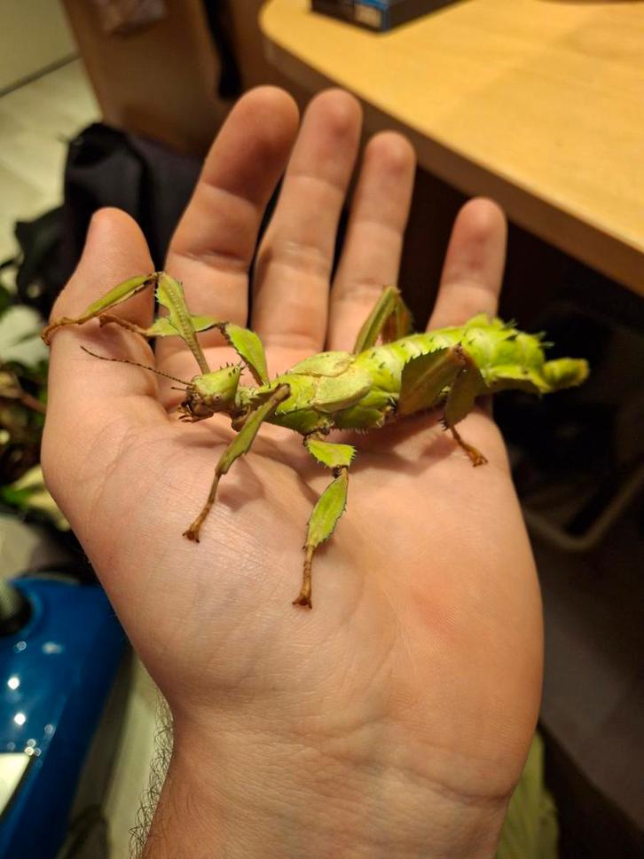 Eitjes Australische flappentak (Extatosoma tiaratum) Psg 9, Dieren en Toebehoren, Insecten en Spinnen, Wandelende tak