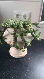 Cactus plant met pot €10, Ophalen, Zo goed als nieuw