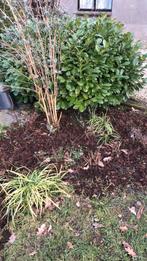 Paardenmest gratis voor compost - moestuin, Ophalen, Mest