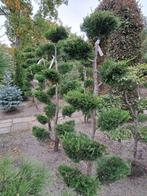 Cupressocyparis leylandii bonsai vormsnoei 175 cm hoog, Bloeit niet, Overige soorten, 100 tot 250 cm, Ophalen