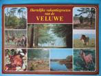 Ansichtkaart: Hartelijke vakantiegroeten van de Veluwe., Ophalen of Verzenden, 1980 tot heden, Gelopen, Paard