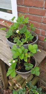 Aardbeienplanten in terracotta pot, Ophalen, Volle zon, Vaste plant, Zomer