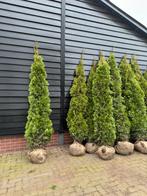 Thuja smaragd, 200+ cm, Haag, Ophalen of Verzenden, Conifeer, 100 tot 250 cm