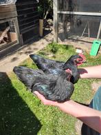 Zwarte Barnevelder kriel hanen, Mannelijk, Kip