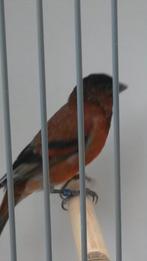 Diverse tropische vogels, Meerdere dieren, Tropenvogel, Geringd