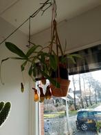 Nepenthes alata beker planten te koop, Ophalen, Halfschaduw, Minder dan 100 cm