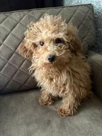 Prachtige toy poedel teefje, Dieren en Toebehoren, Honden | Chihuahua's en Gezelschapshonden, Poedel, Parvo, 8 tot 15 weken, Teef