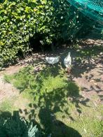 Poule de bresse kippen te koop, Kip