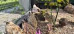 Japanse Kwartels en Jumbo kwartels, Meerdere dieren, Overige soorten