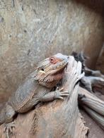 Baardagame +/- 3 jaar met Terrarium., Dieren en Toebehoren, Reptielen en Amfibieën, Slang, Met terrarium, 0 tot 2 jaar