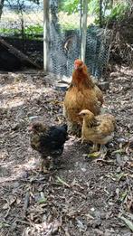 2 Cochin kuikens, Dieren en Toebehoren, Pluimvee, Geslacht onbekend, Kip