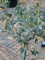 Olijfboompje in mooi  pot, Ophalen of Verzenden