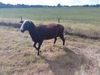 Zwartbles dekram, Dieren en Toebehoren, Mannelijk, Schaap