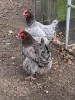 mooie blauwe marans hen, Vrouwelijk, Kip