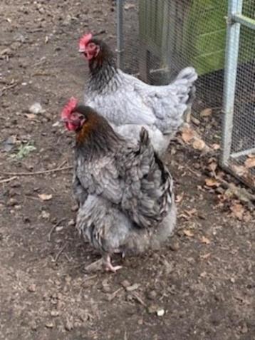 mooie blauwe marans hen beschikbaar voor biedingen