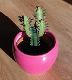 Euforbia trigona in terracotta pot, Cactus, Minder dan 100 cm, In pot, Volle zon