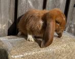 Oranje/bonte Franse hangoor ram, Dieren en Toebehoren, Konijnen, Mannelijk, Groot, Hangoor