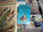 Dolksteek duif, Dieren en Toebehoren, Vogels | Duiven, Meerdere dieren, Overige soorten
