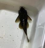 Kweektrio ancistrus, Vis