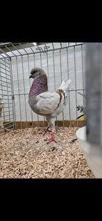 Duitse modenas, Dieren en Toebehoren, Vogels | Duiven, Meerdere dieren, Overige soorten