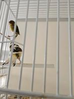 Mooie vrouwelijke kanaries te koop – klaar voor de kweek, Dieren en Toebehoren