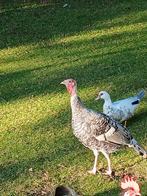 Kalkoenen te koop, Dieren en Toebehoren, Pluimvee, Meerdere dieren, Kalkoen