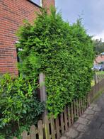 Coniferen, Tuin en Terras, Planten | Bomen, Ophalen, Bloeit niet, Halfschaduw, Overige soorten