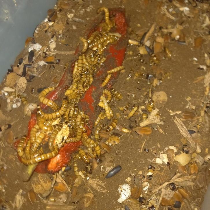 Moriowormen, Dieren en Toebehoren, Insecten en Spinnen, Overige soorten