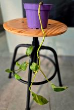 Drakenklimop/Epipremnum pinnatum 'Aureum', Huis en Inrichting, Kamerplanten, Ophalen, Overige soorten, Minder dan 100 cm