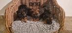 Leuke border terrier pups, Parvo, 8 tot 15 weken, Meerdere, Nederland