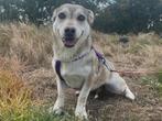 Saphira een lieve, kleine, rustige hond, Dieren en Toebehoren, Honden | Niet-rashonden, Particulier, Rabiës (hondsdolheid), 1 tot 2 jaar