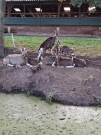 4 toggenburger bokken 2 geitjes, Dieren en Toebehoren, Schapen, Geiten en Varkens, Vrouwelijk, Geit