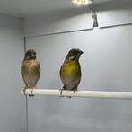 Citroenborst edelzanger, Dieren en Toebehoren, Vogels | Overige Vogels, Meerdere dieren