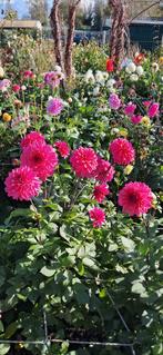 8 flinke dahlia knollen Queen Night, Tuin en Terras, Bloembollen en Zaden, Ophalen of Verzenden, Volle zon, Knol
