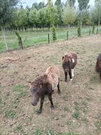 2 shetlander hengst veulens, Dieren en Toebehoren, Hengst